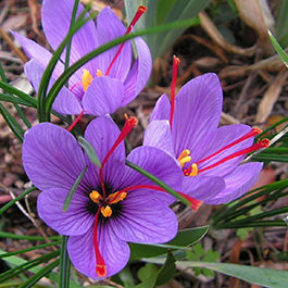 Crocus Bulbs