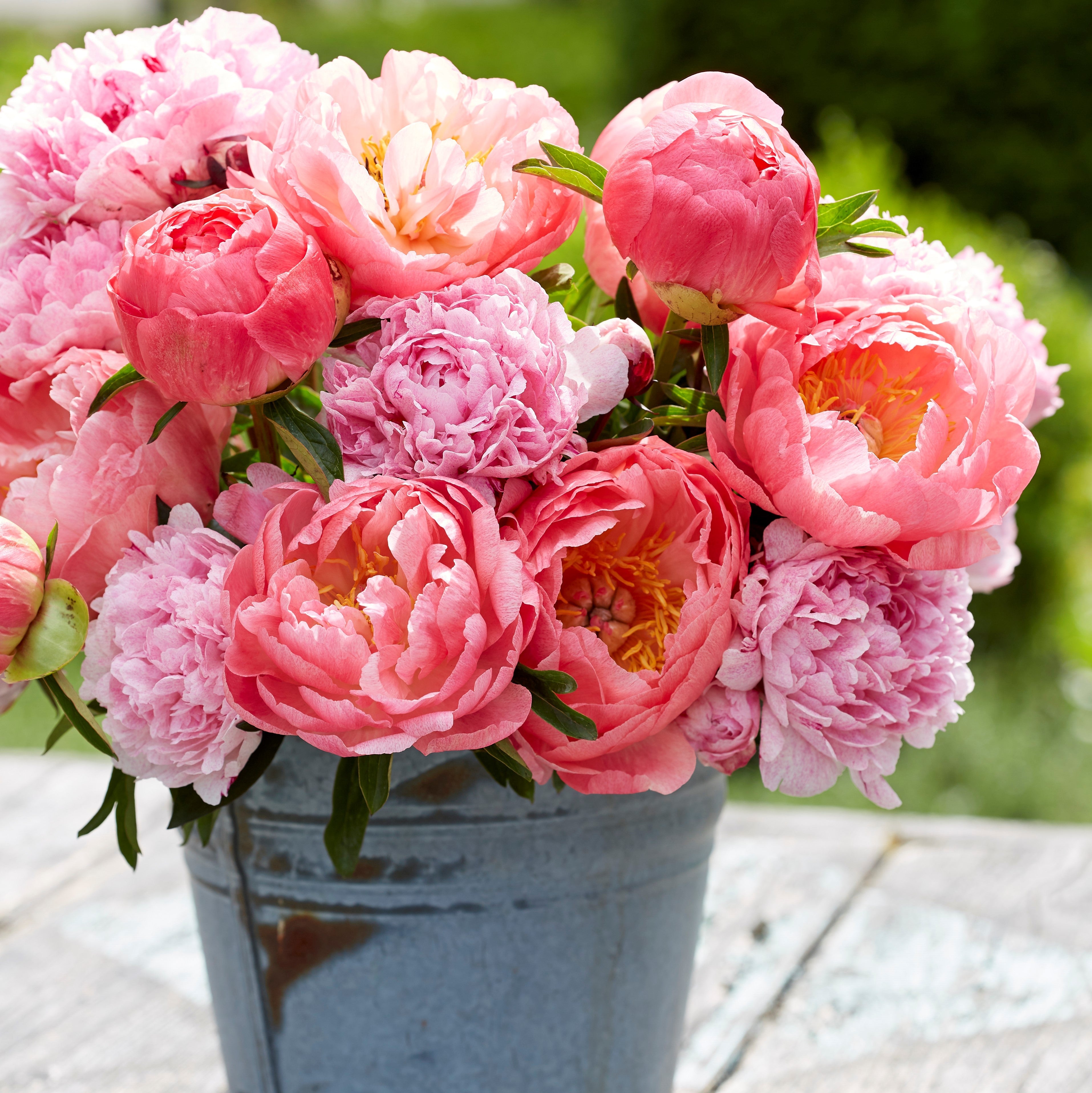 Peony Roots | Fresh Flower Bulbs | Flower Bulb Farm