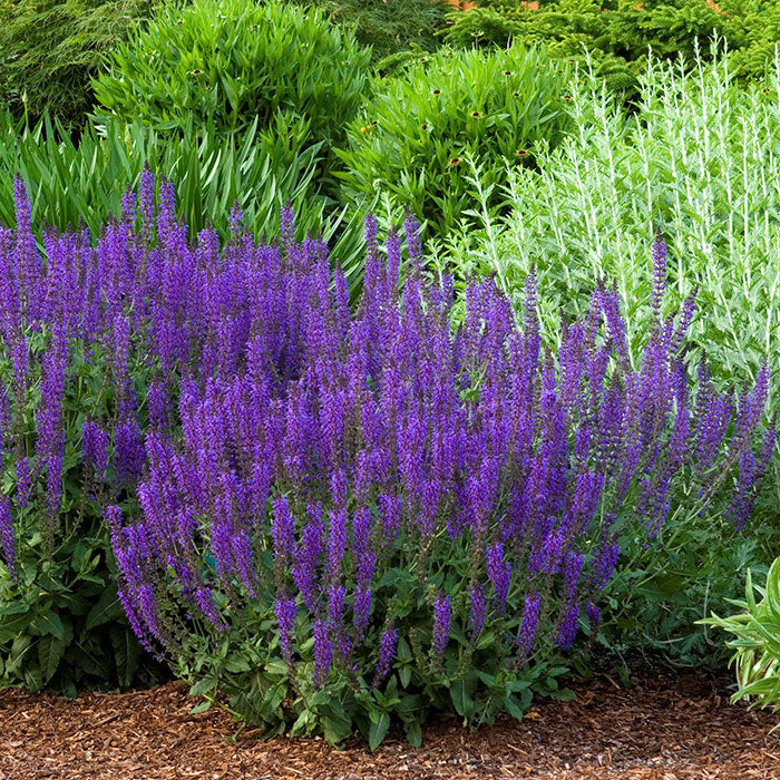 Salvia Roots