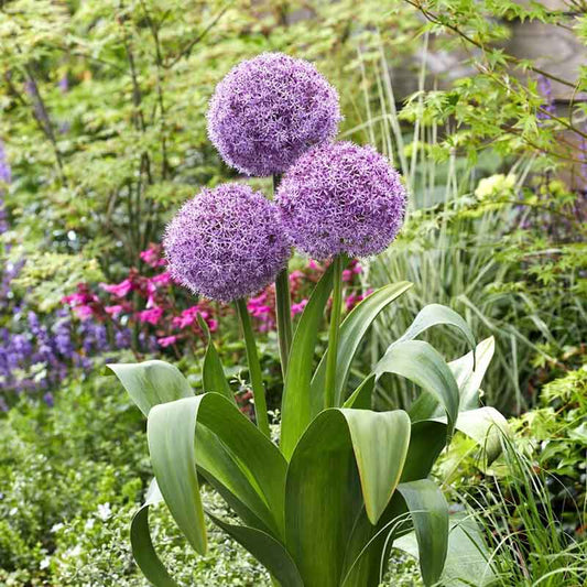 Party Balloons - Allium Bulbs