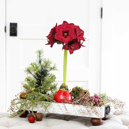 Easy-Care Red Wax with Red Blooms - Amaryllis Bulbs
