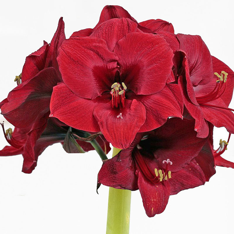 Easy-Care Red Wax with Red Blooms - Amaryllis Bulbs