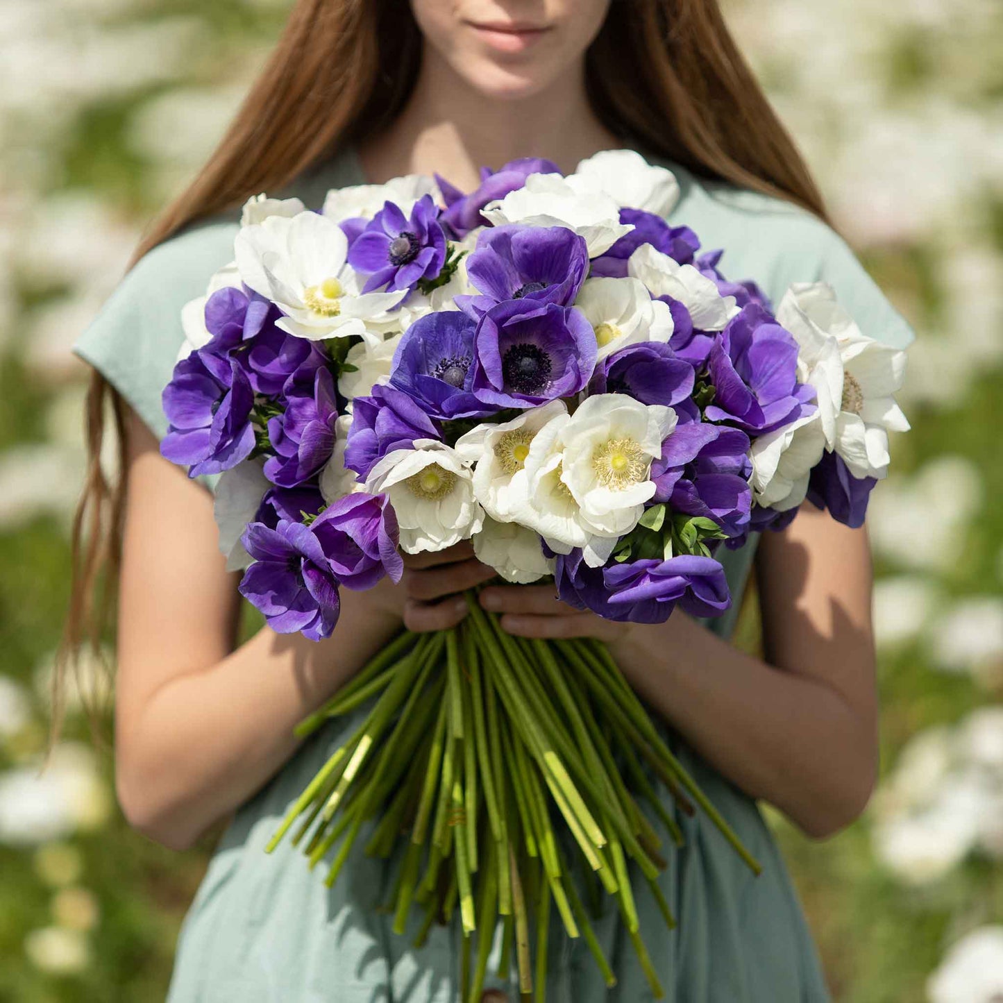 Cote d'Azur Mix - Anemone Bulbs (De Caen)