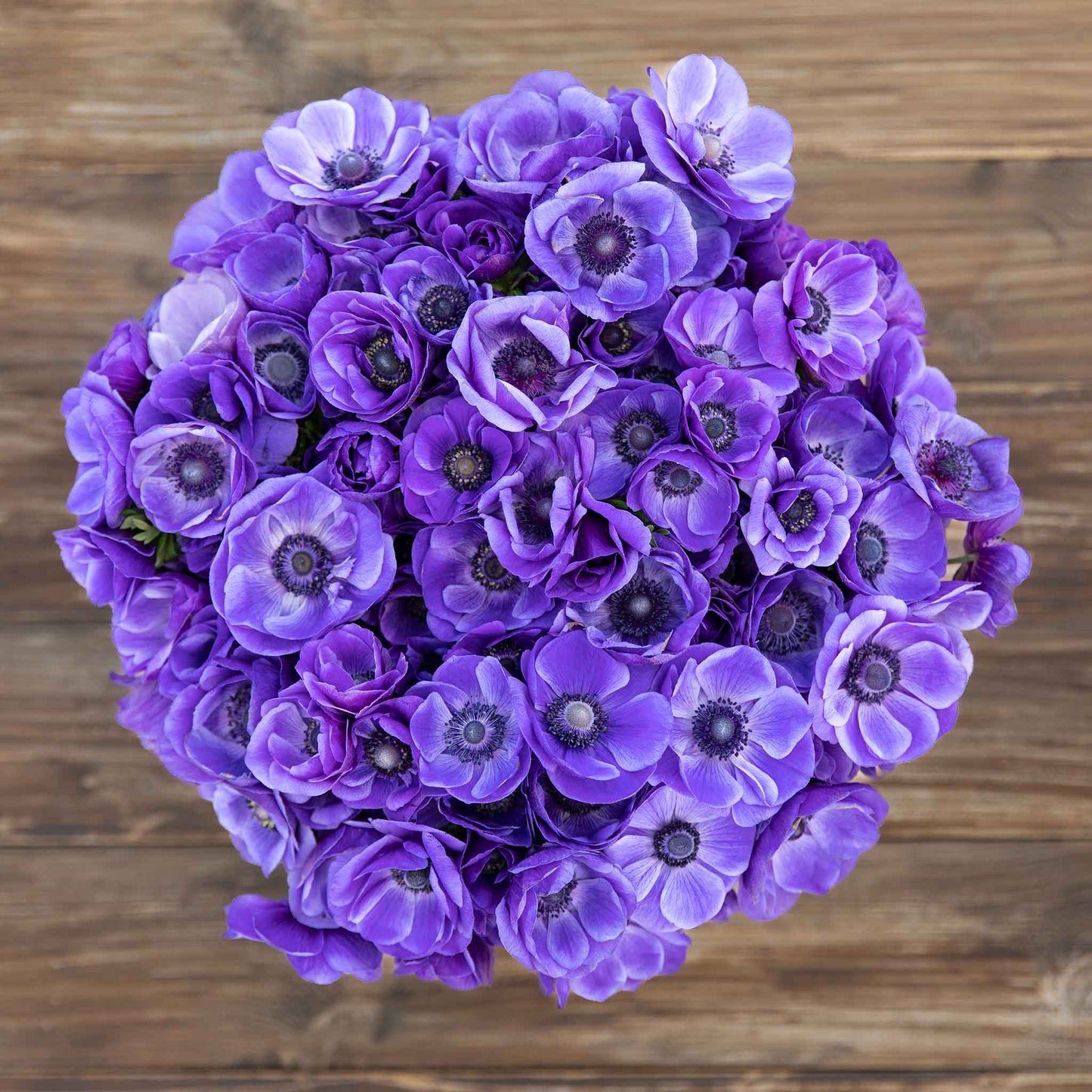 Blue - Anemone Bulbs