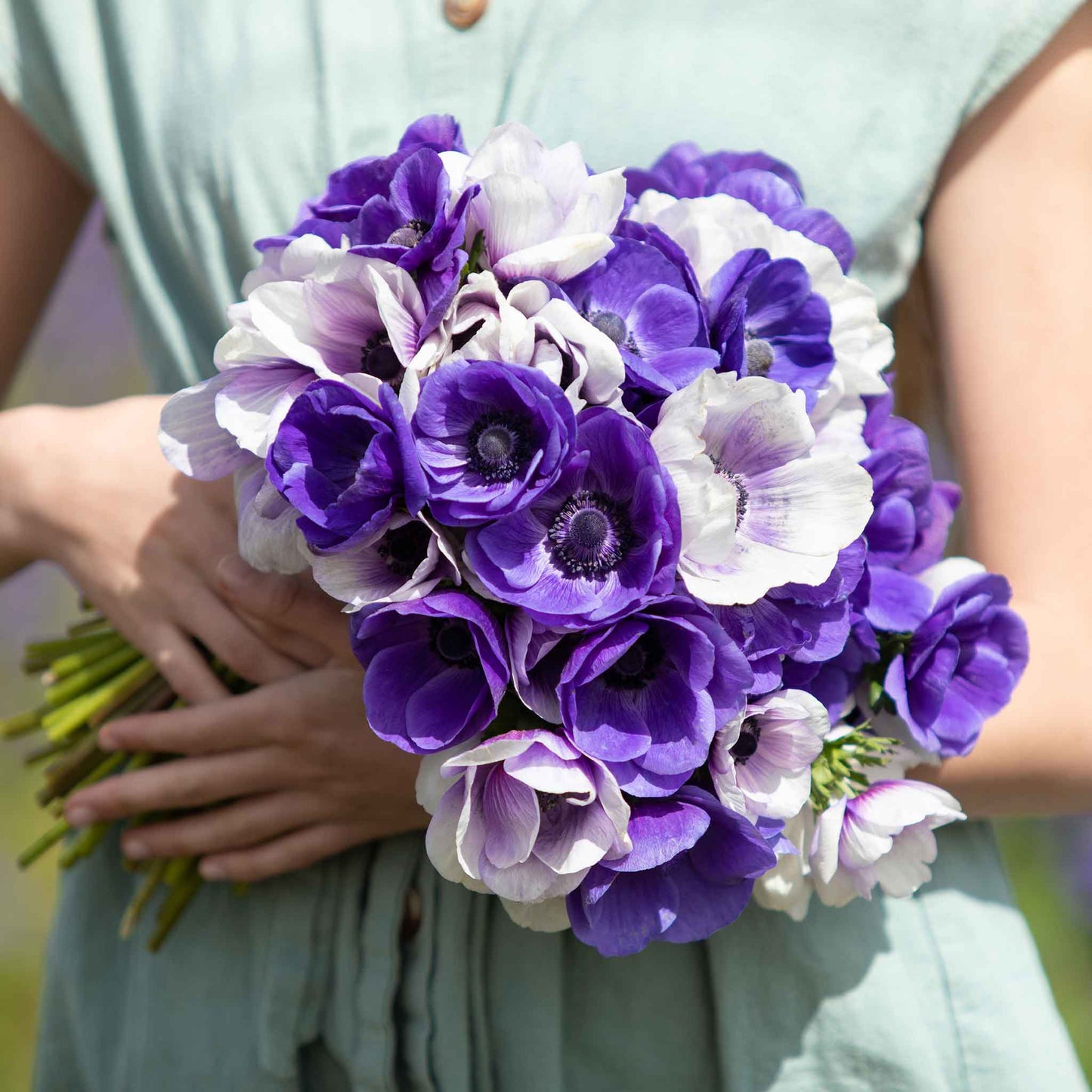 Midnight Mix - Anemone Bulbs