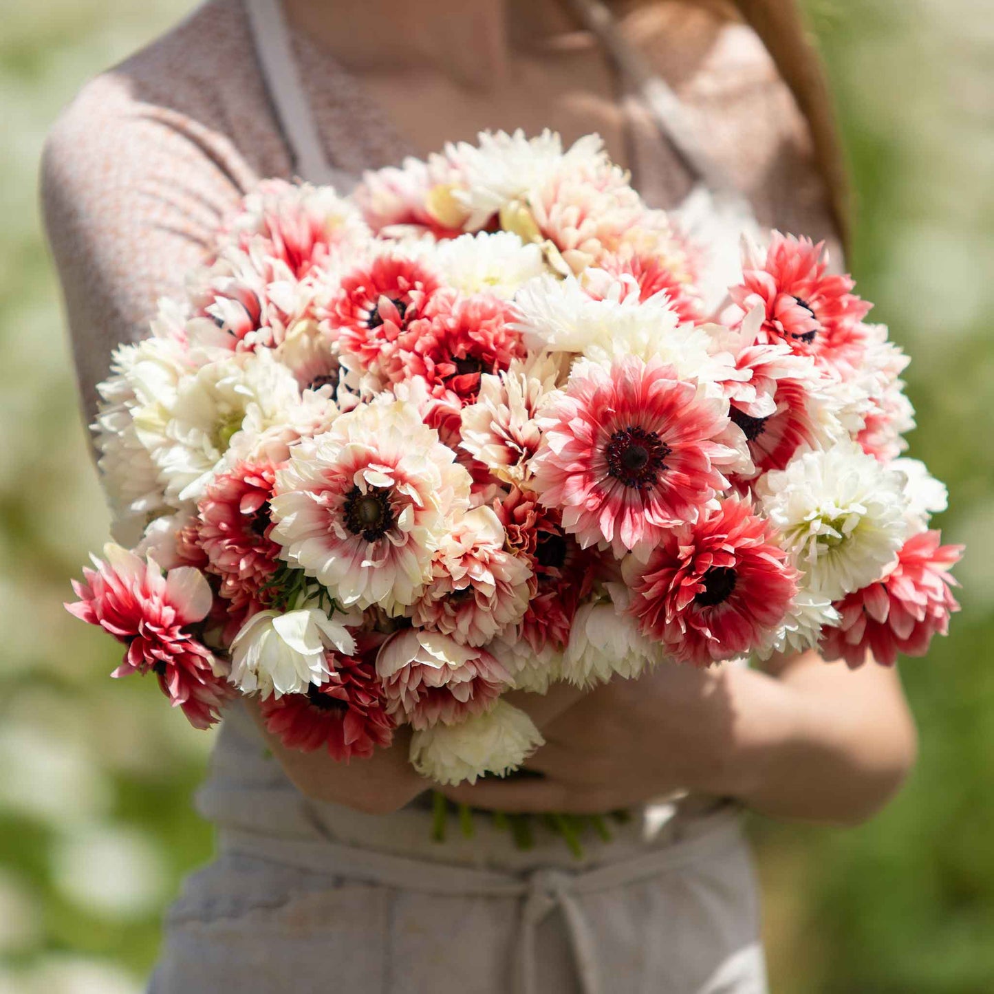 Elizabeth's Mix - Anemone Bulbs