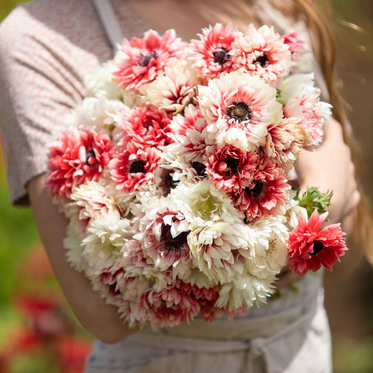 Elizabeth's Mix - Anemone Bulbs