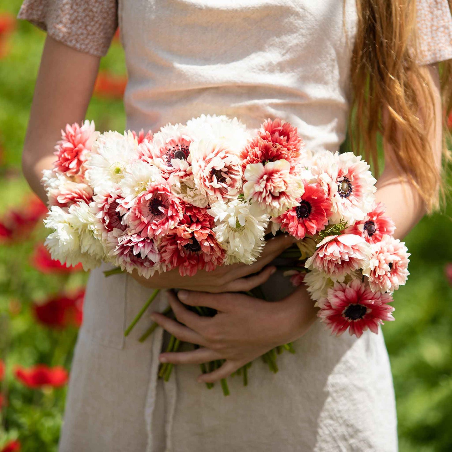 Elizabeth's Mix - Anemone Bulbs