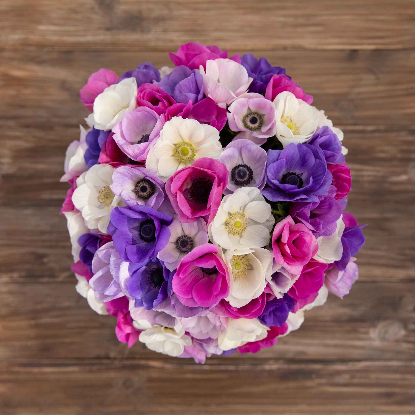 First Crush Mix - Anemone Bulbs