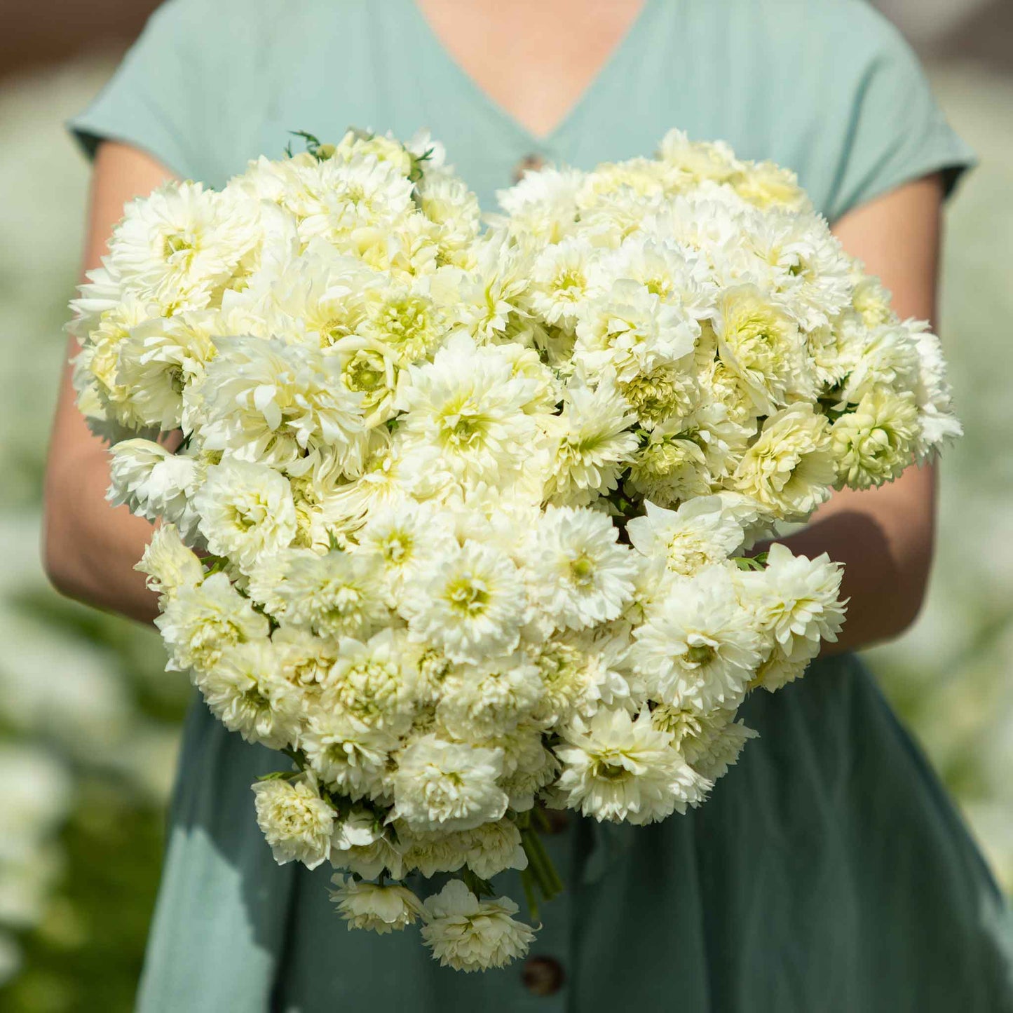 Fullstar White - Anemone Bulbs