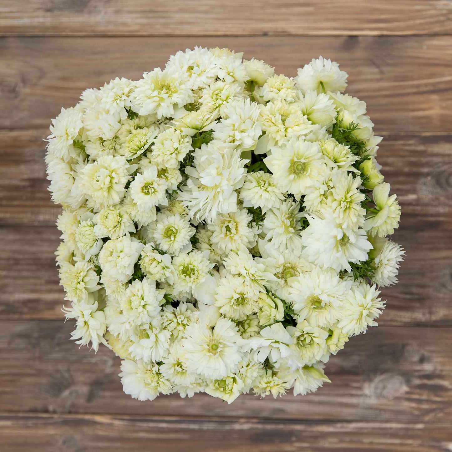 Fullstar White - Anemone Bulbs