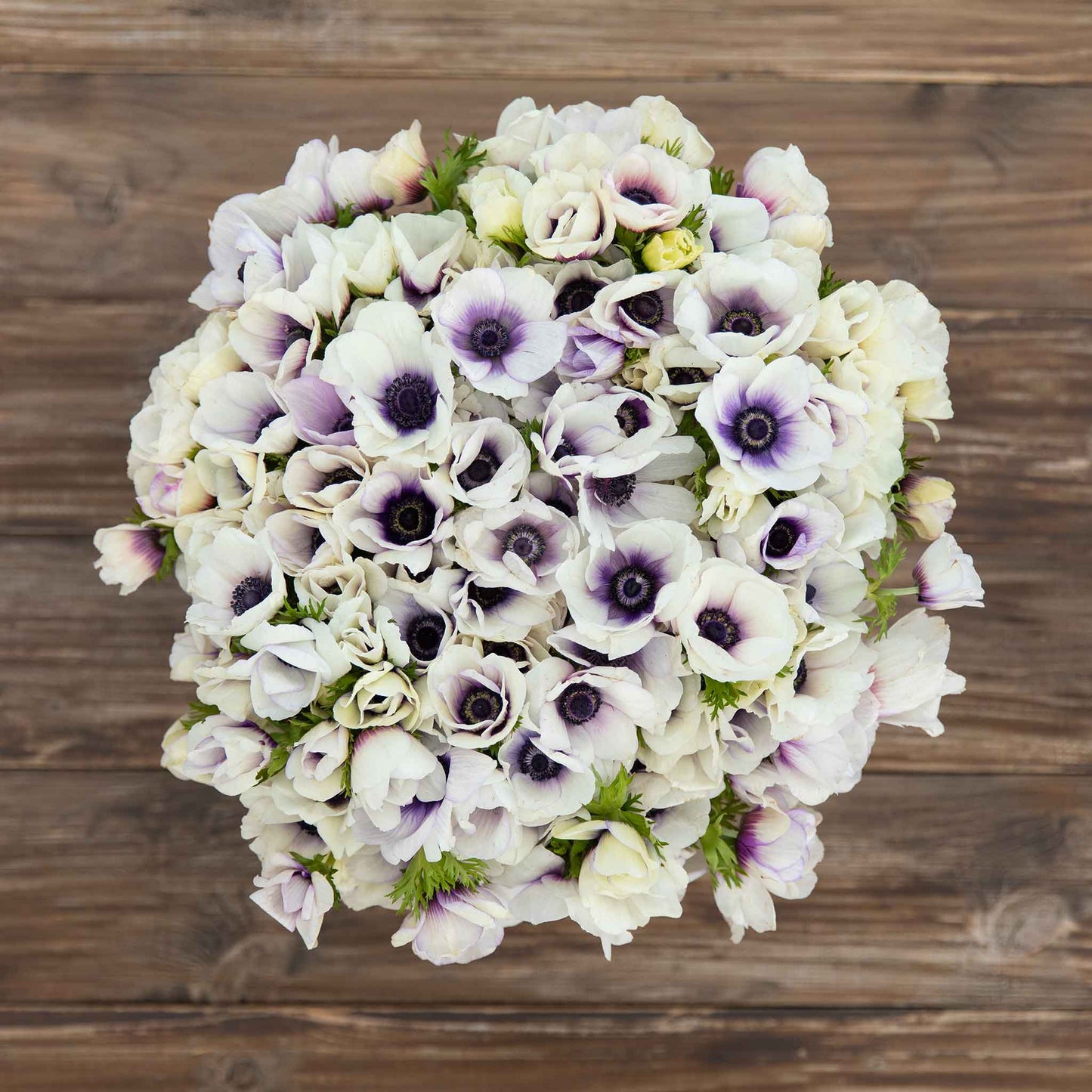 Pastel Blue - Anemone Bulbs