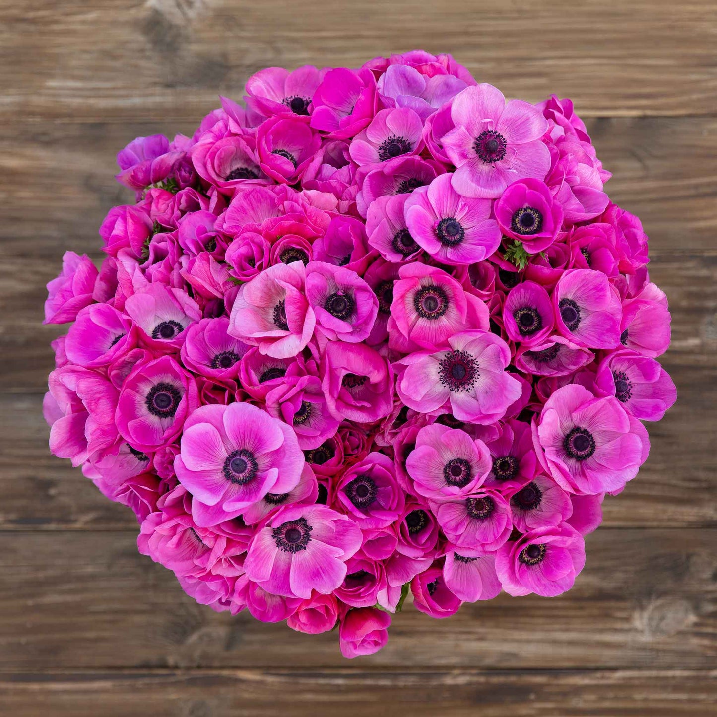 Pink - Anemone Bulbs