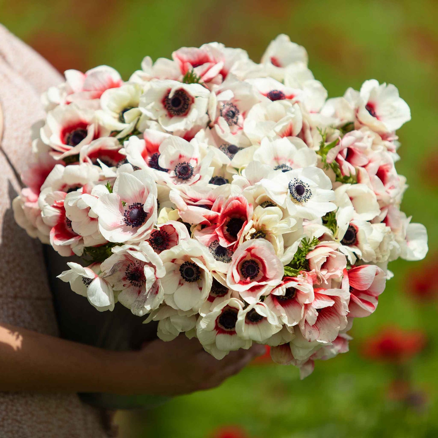 Rainbow Red-White - Anemone Bulbs