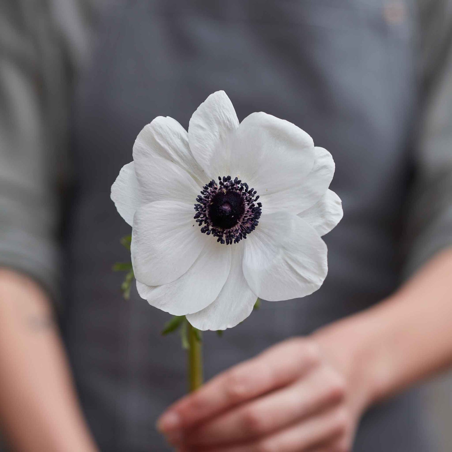 Moonlight Mix - Anemone & Ranunculus Bulbs