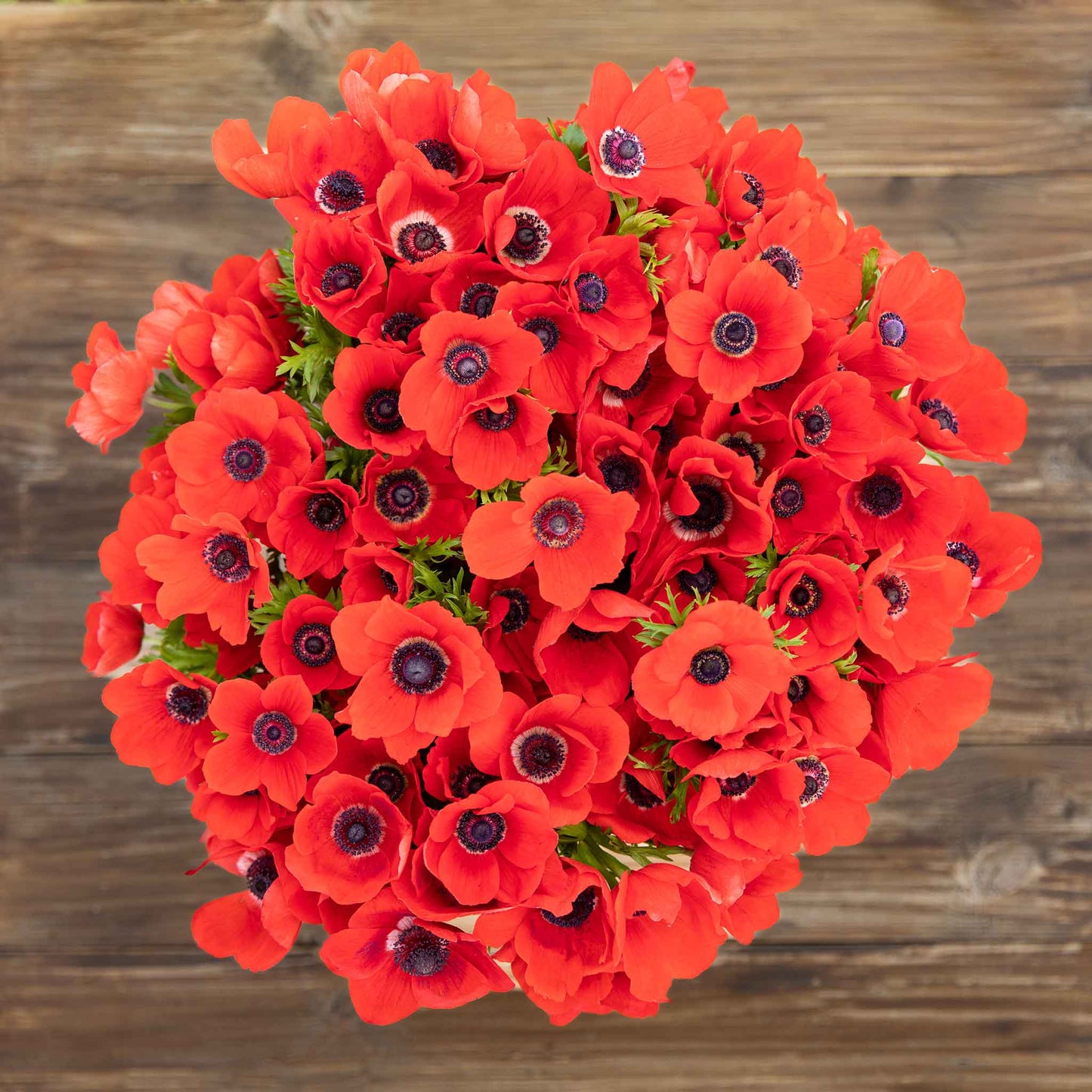 Red - Anemone Bulbs