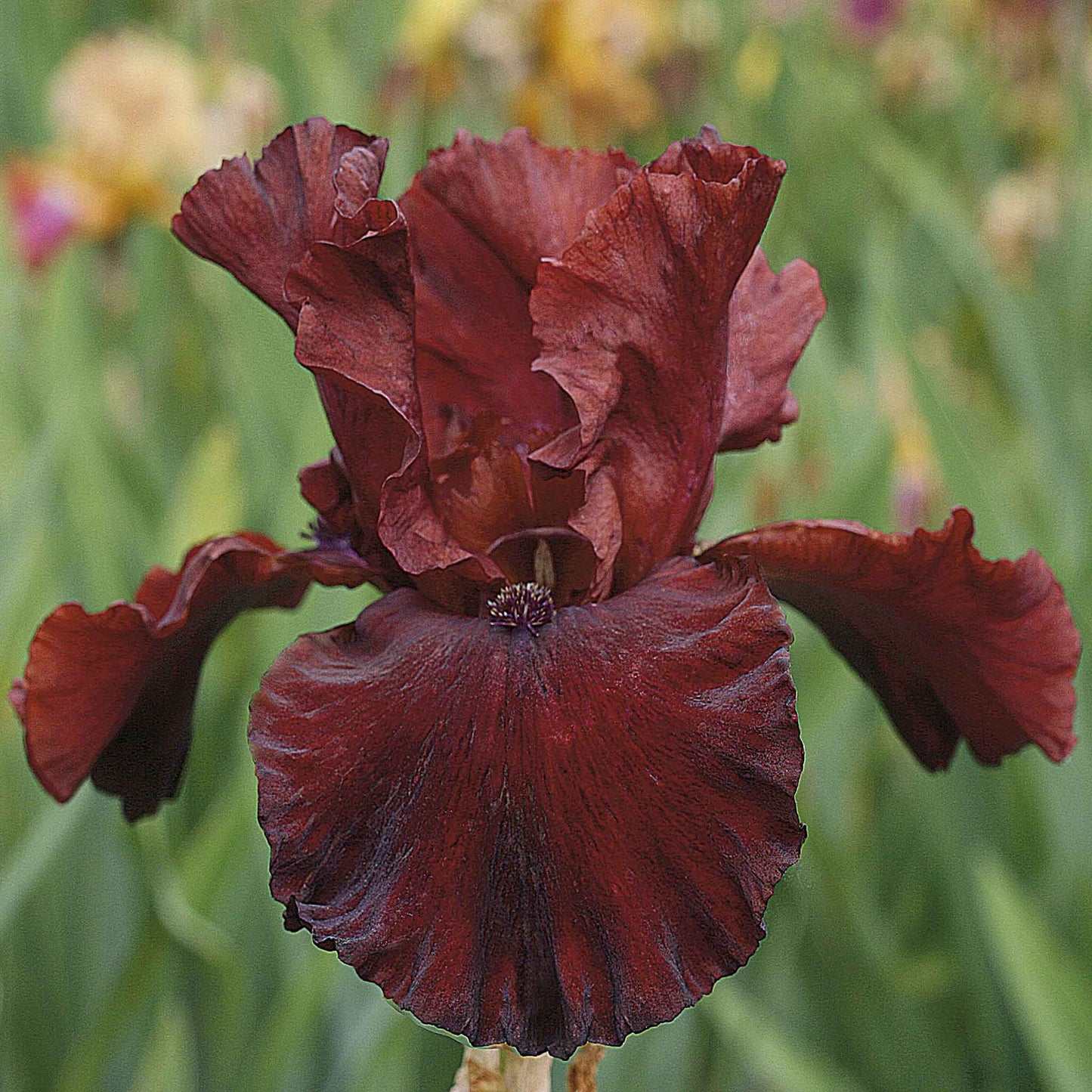 45 Days of Red Bloom - Bearded Iris