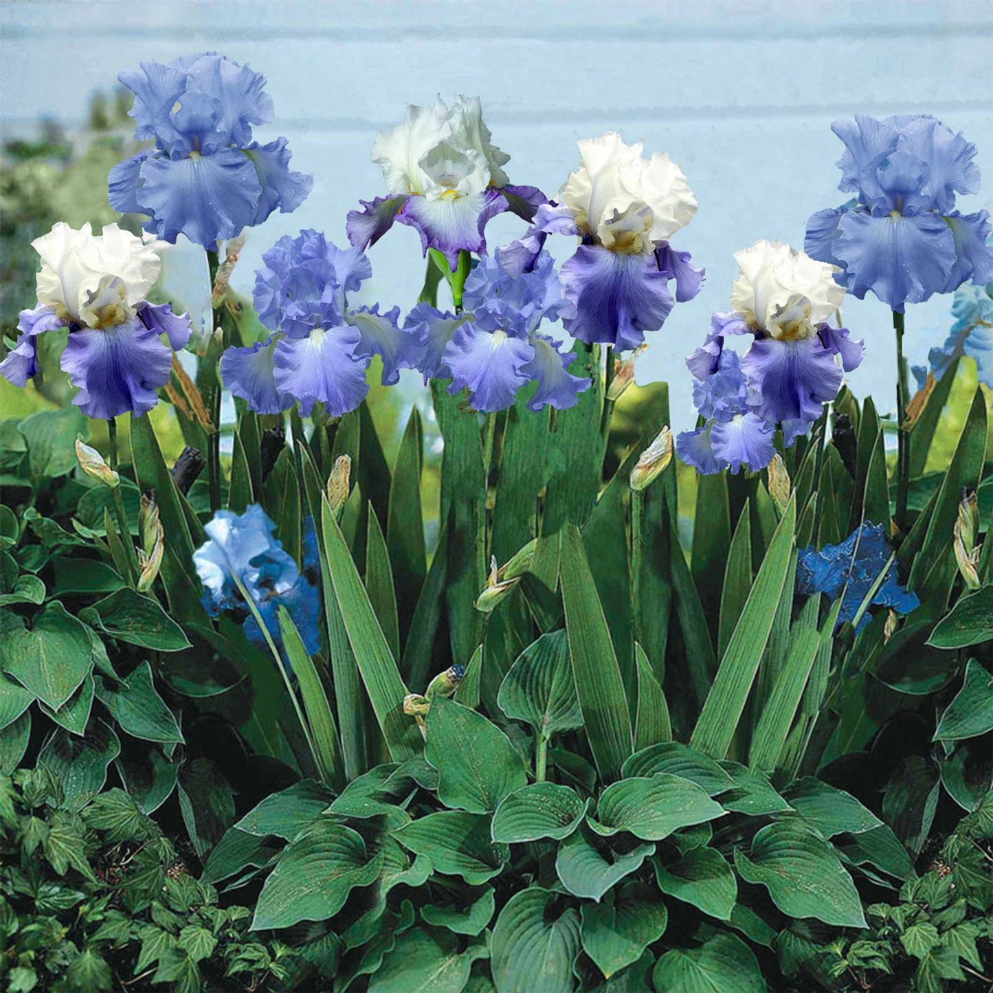 Blue Mix - Re-Blooming Bearded Iris