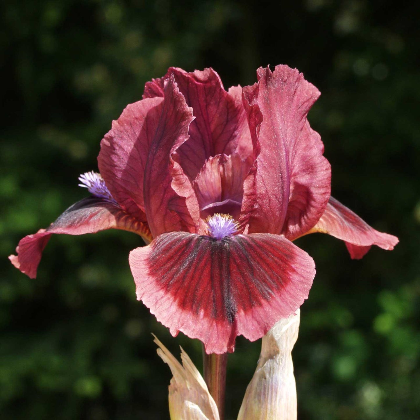 Cat's Eyes - Bearded Iris