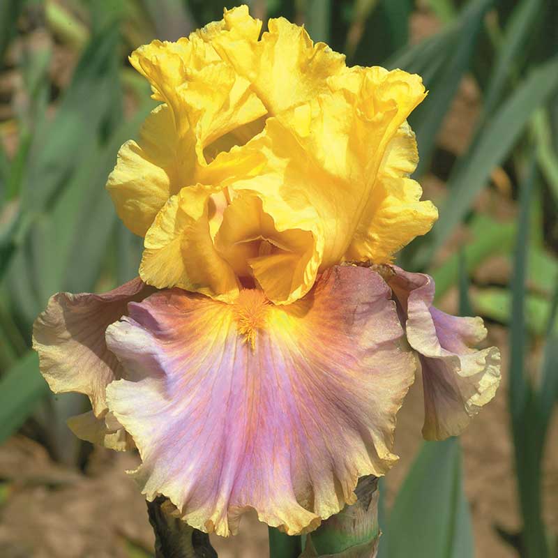 Bearded Iris - In Living Color | Fall Flower Bulbs | Flower Bulb Farm