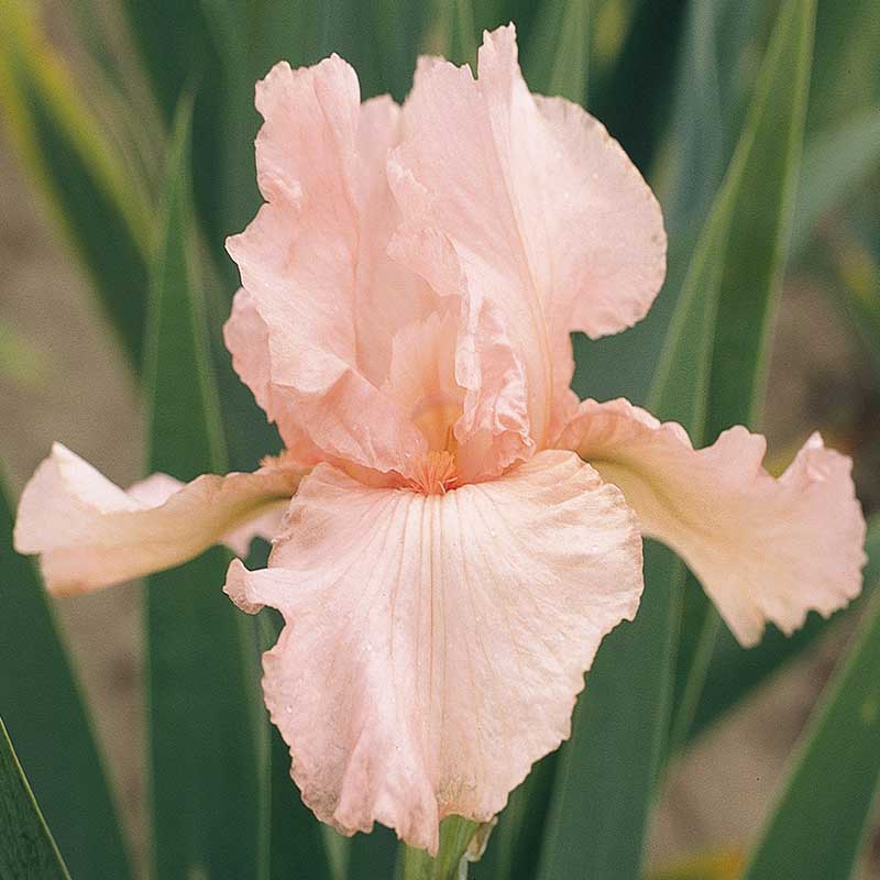 Pink Attraction - Re-Blooming Bearded Iris