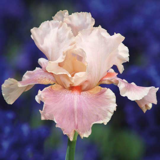 Pink Mix - Bearded Iris