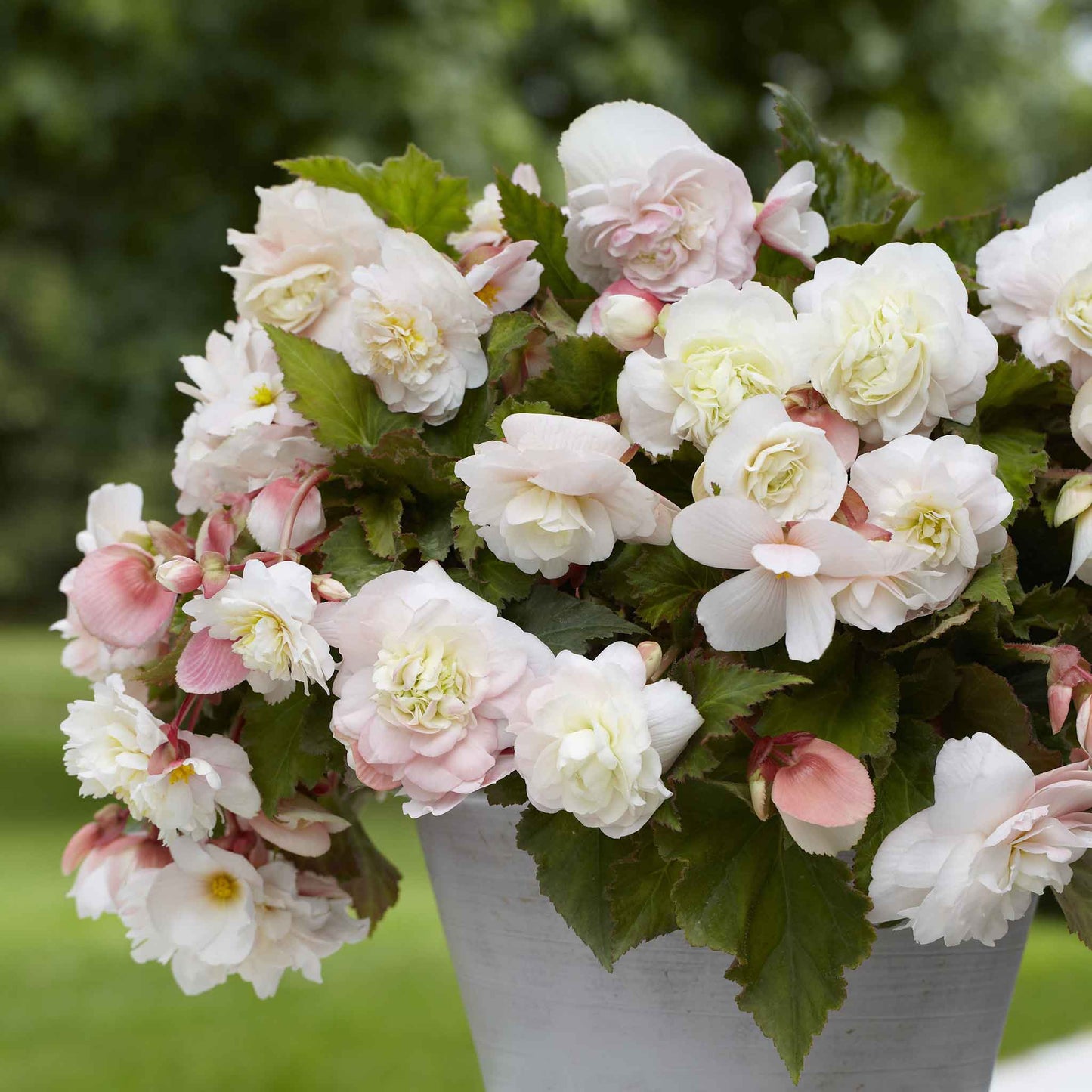 Angelique - Begonia Tubers
