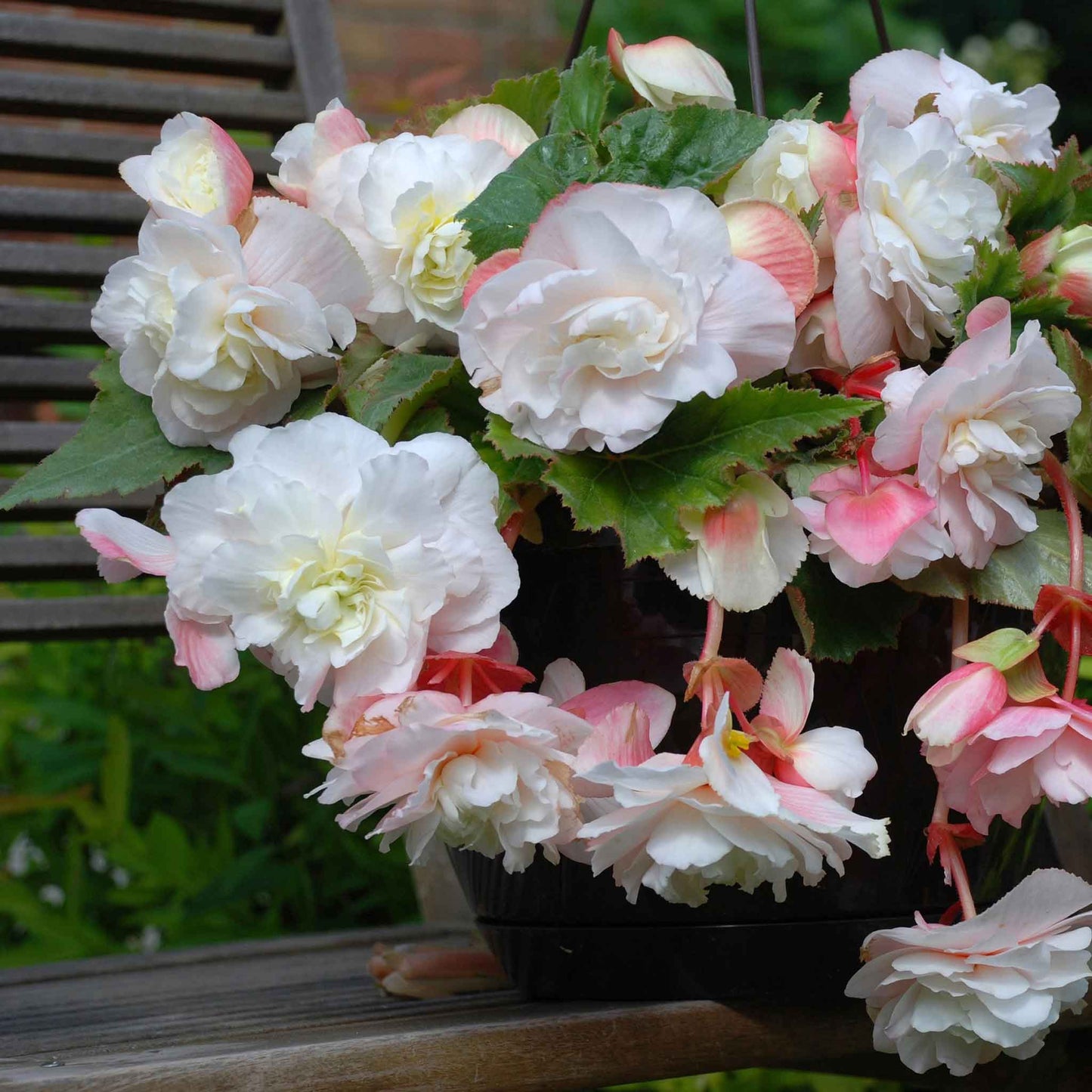 Angelique - Begonia Tubers