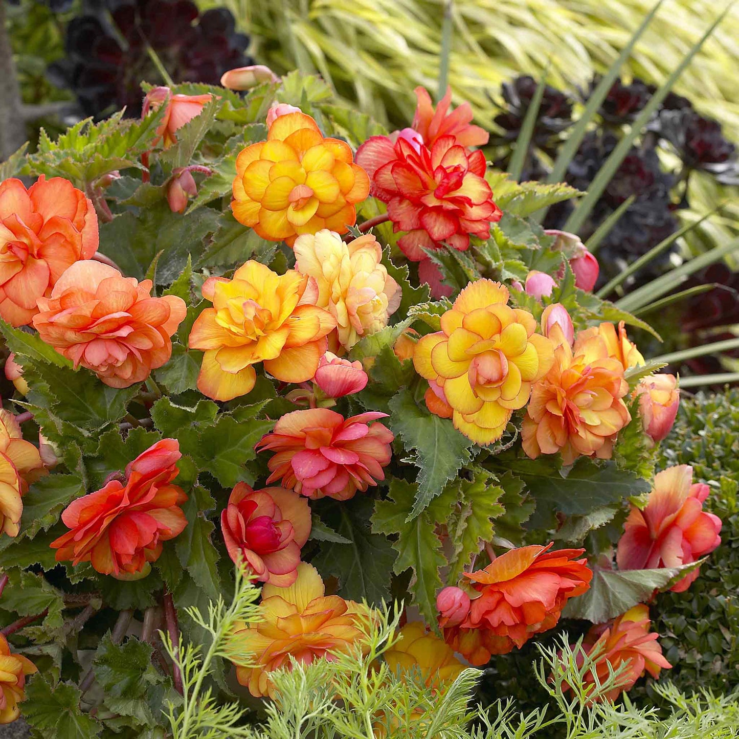 Garden Balcony - Begonia Tubers