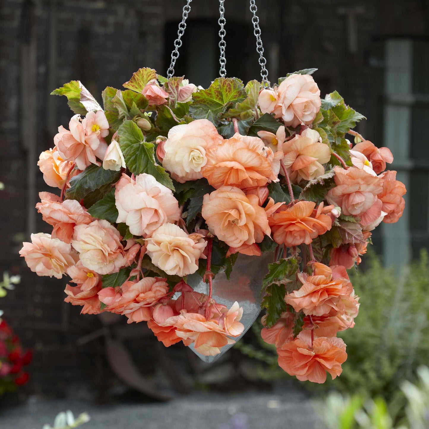 Splendide Apricot - Begonia Tubers