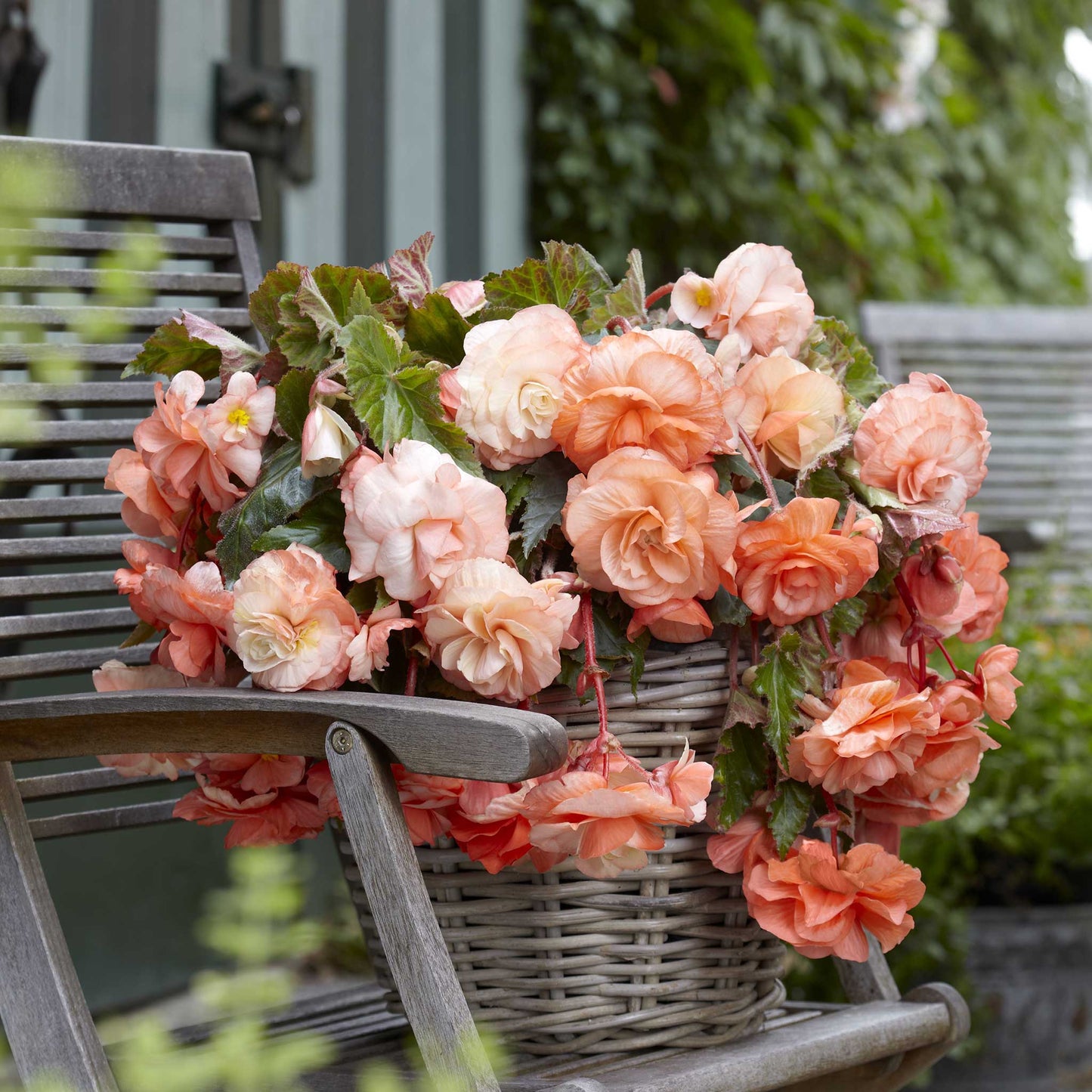 Splendide Apricot - Begonia Tubers