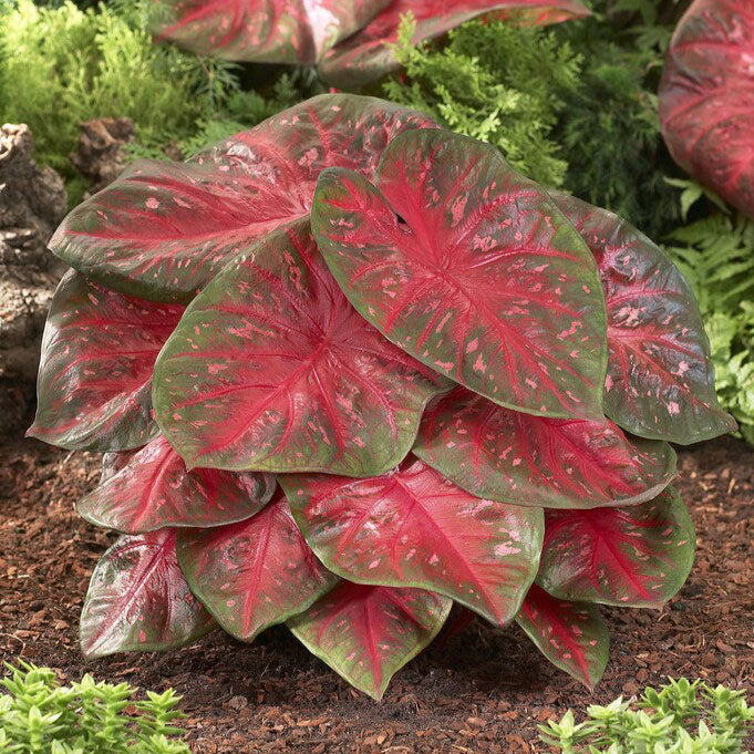 Red Flash - Caladium Bulbs