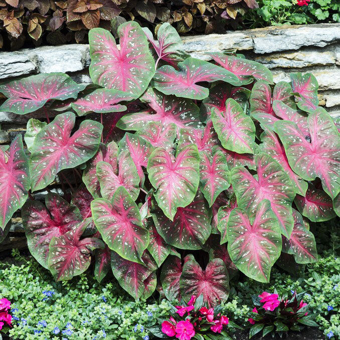 Red Flash - Caladium Bulbs