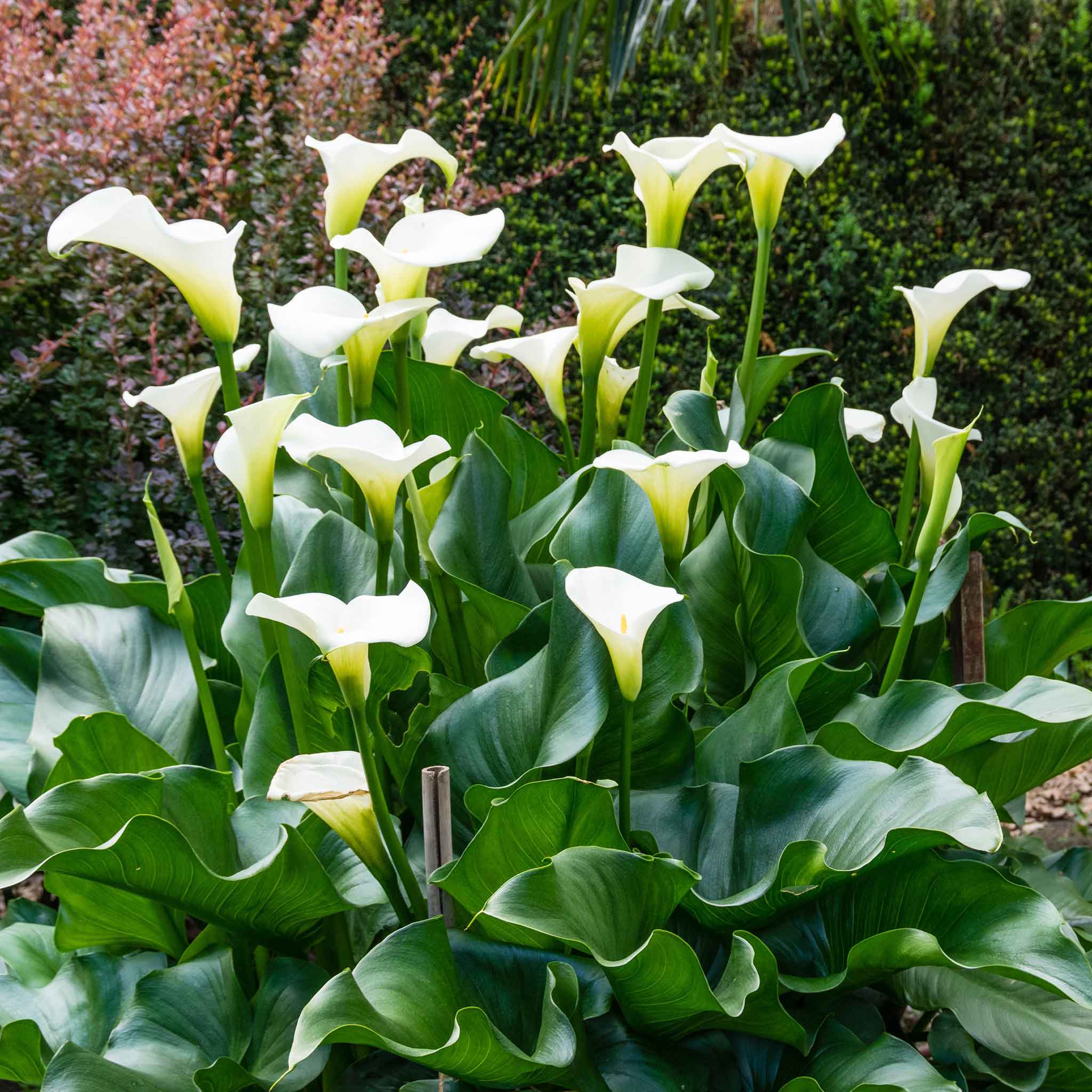 calla lily similar flower Aethiopica - Calla Lily Bulbs | Flower Bulbs