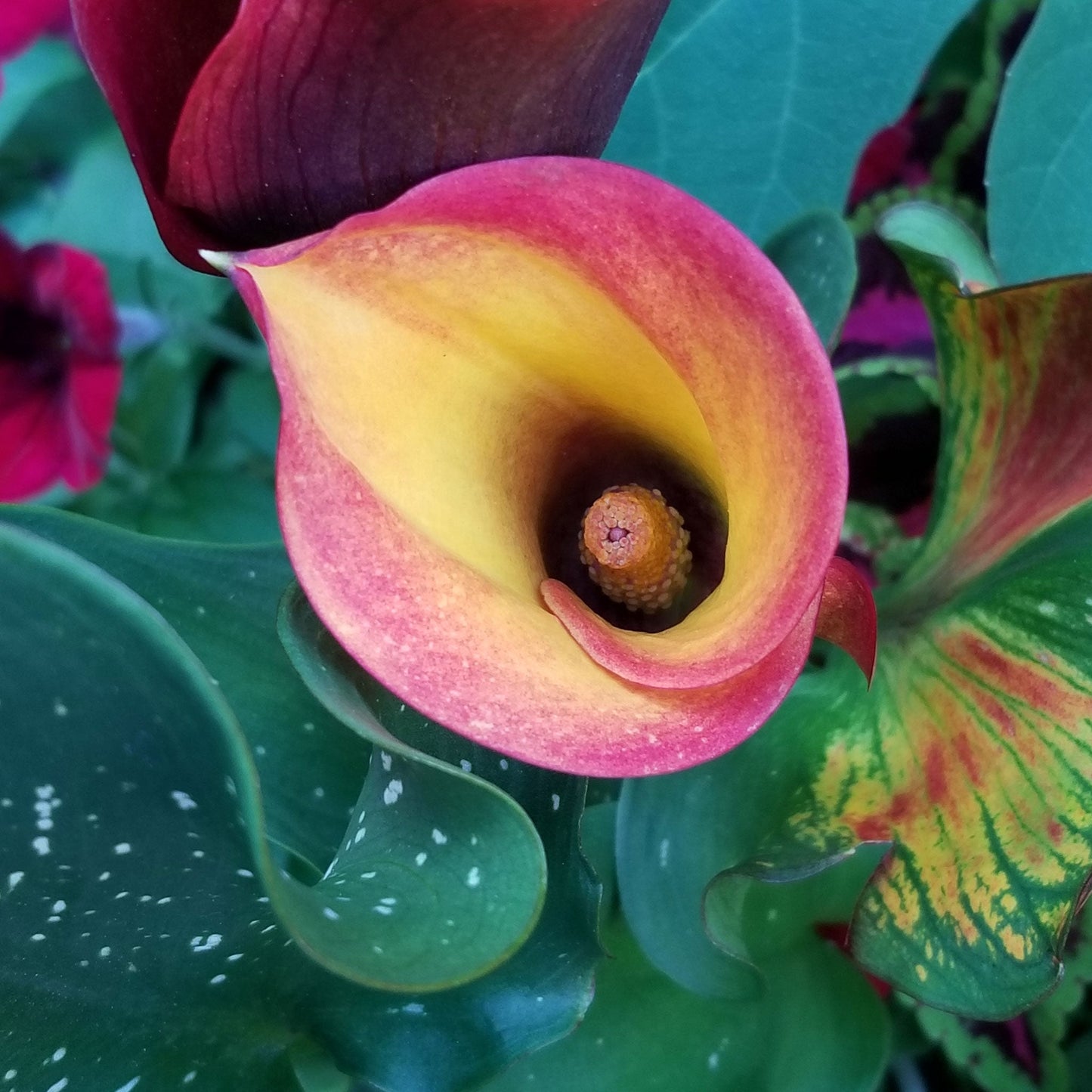 Flame - Calla Lily Bulbs