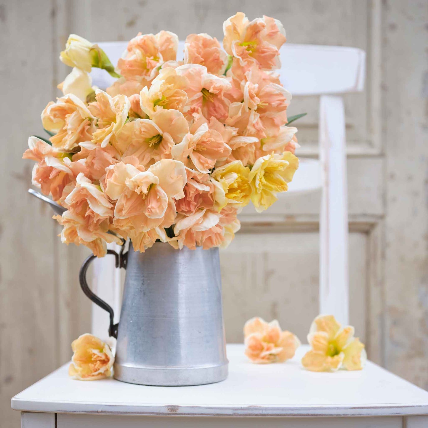 Apricot Whirl - Daffodil Bulbs (Butterfly)