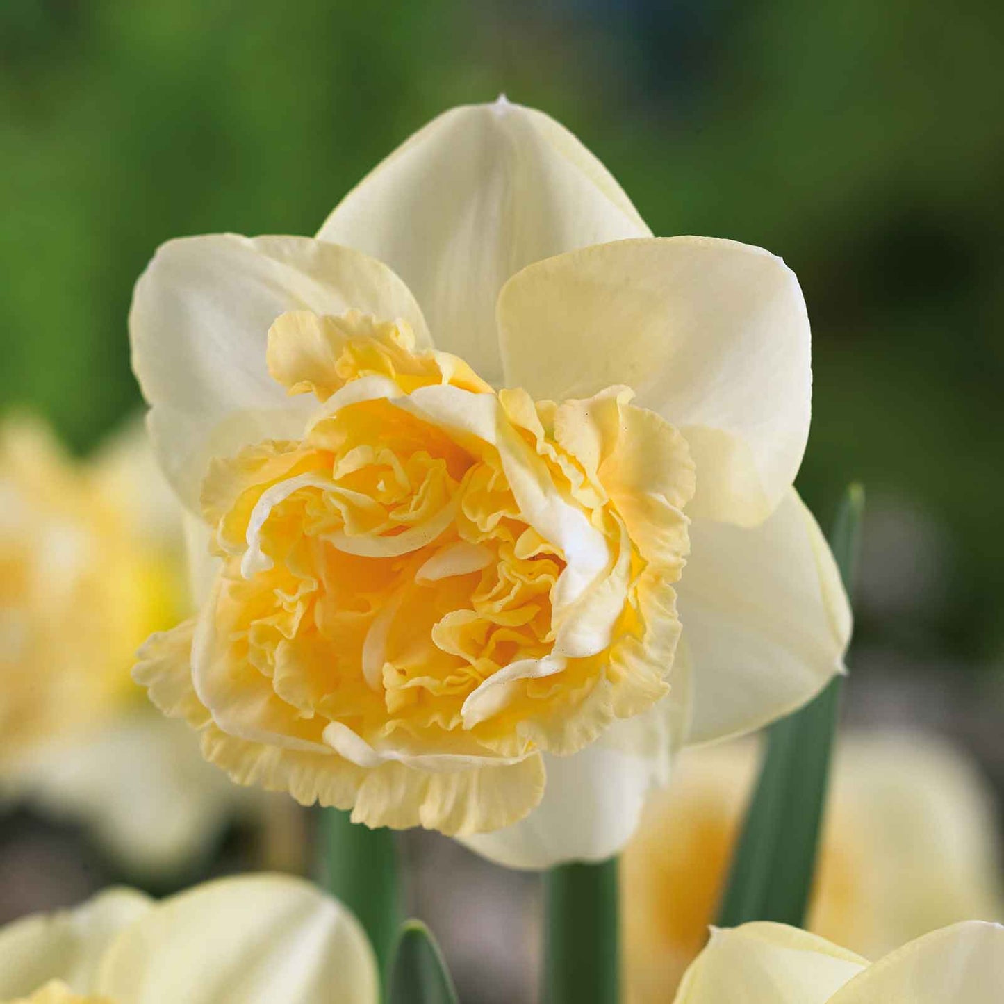 Art Design - Daffodil Bulbs