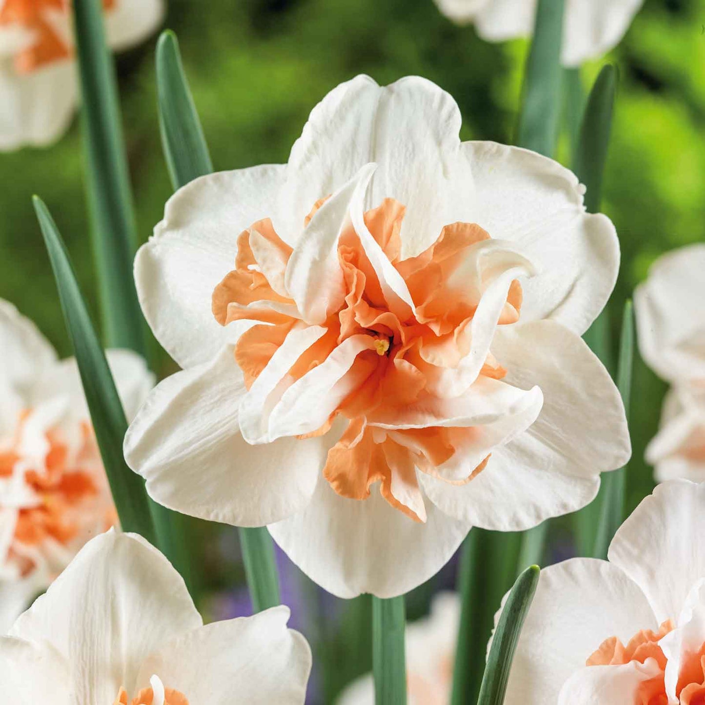 Extravaganza - Daffodil Bulbs