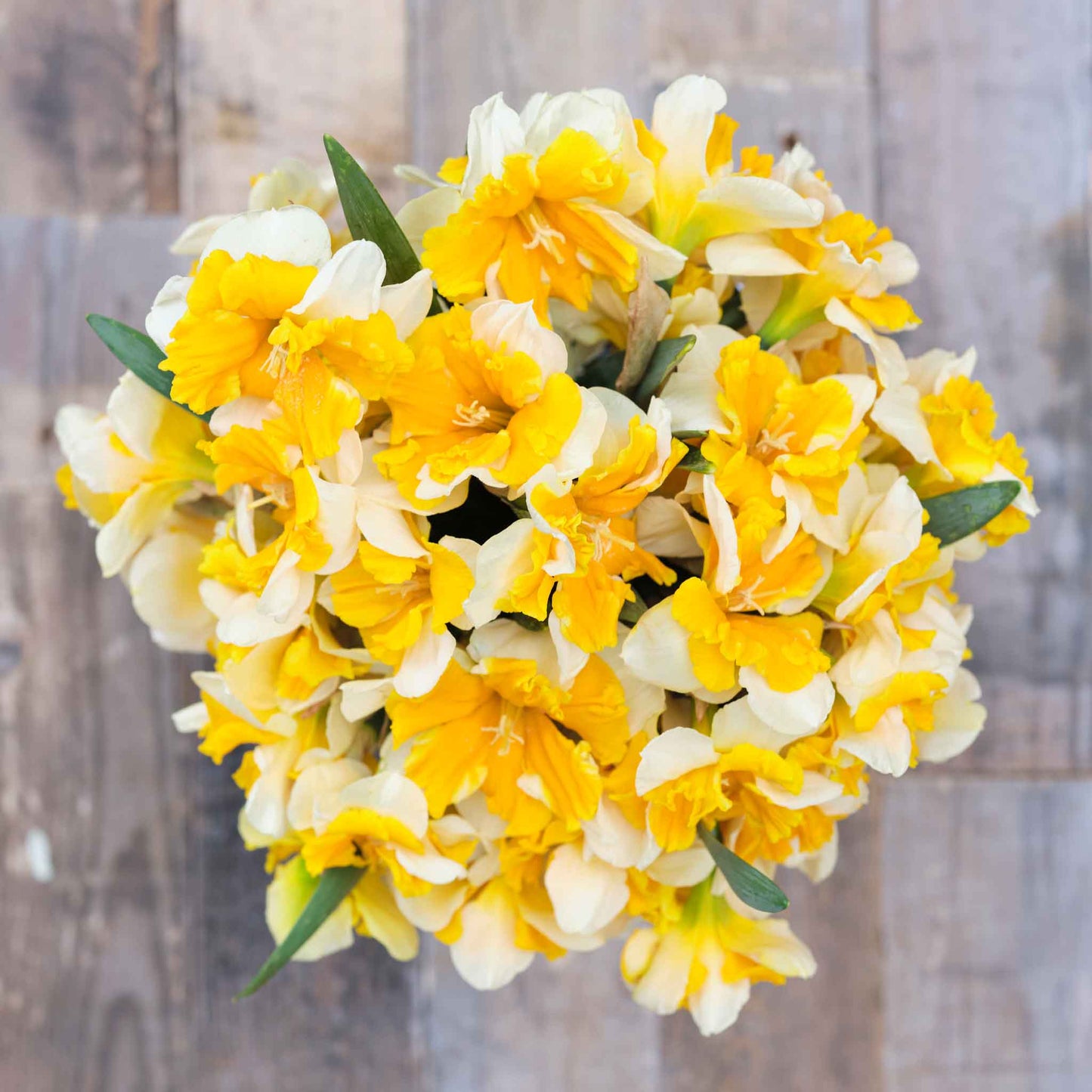 Orangery - Daffodil Bulbs (Butterfly)