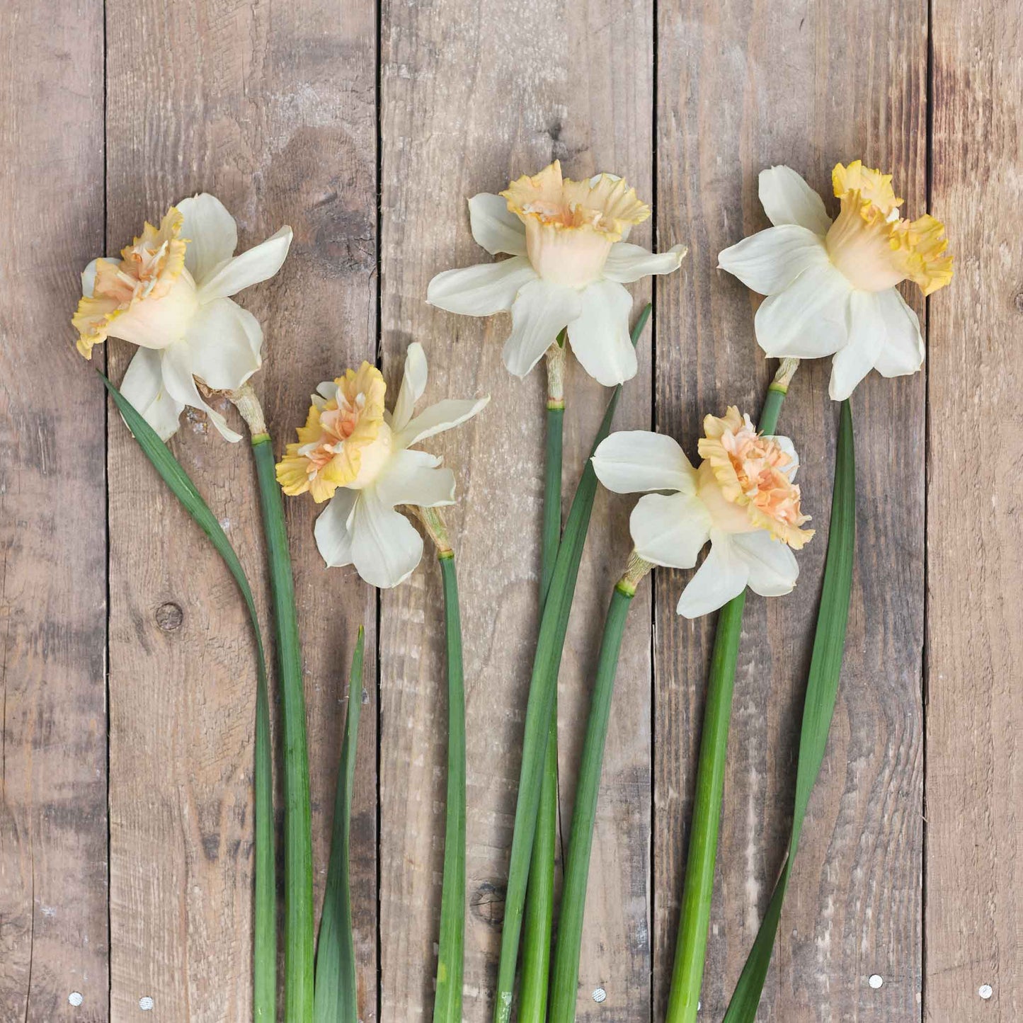 Petit Four - Daffodil Bulbs