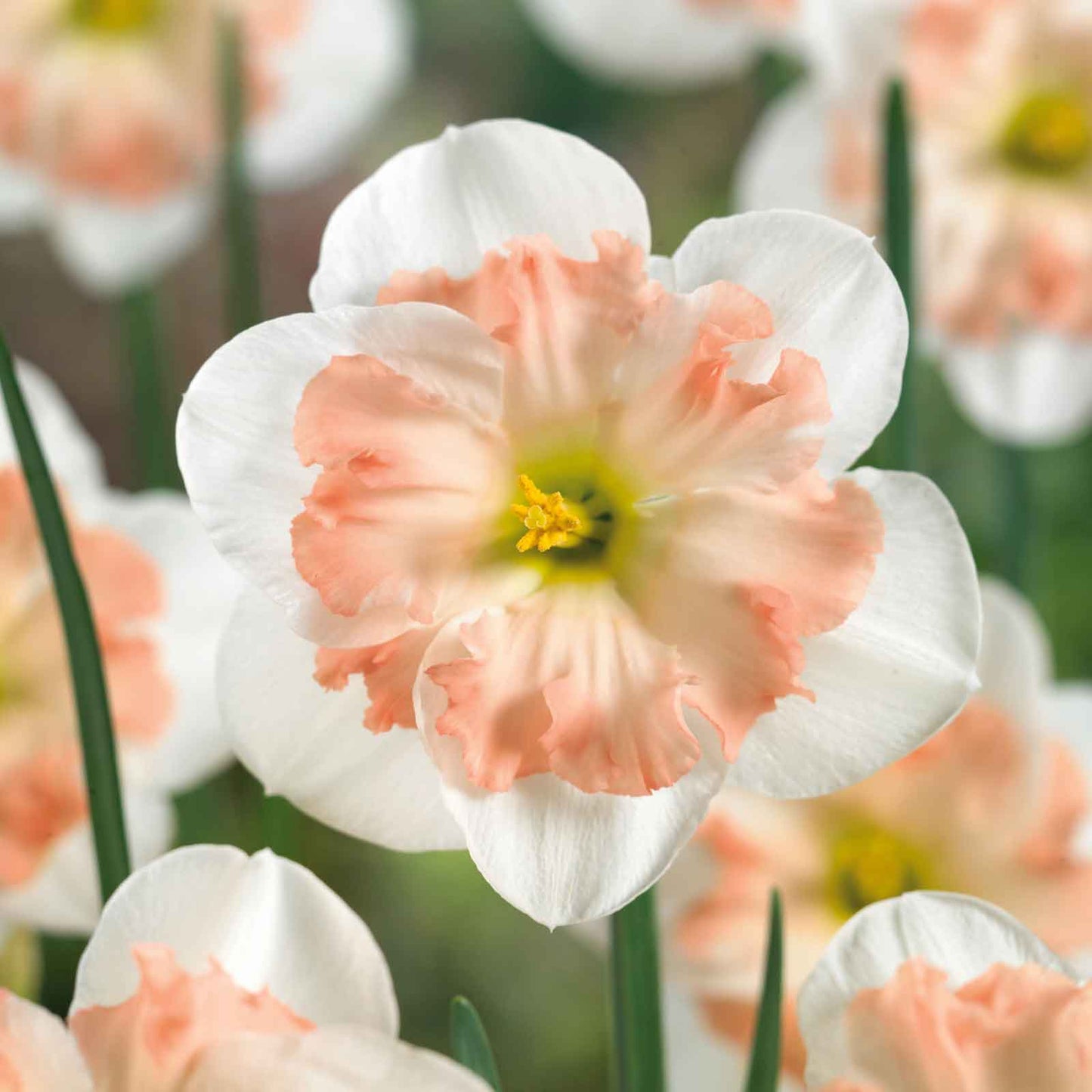 Pink Wonder - Daffodil Bulbs