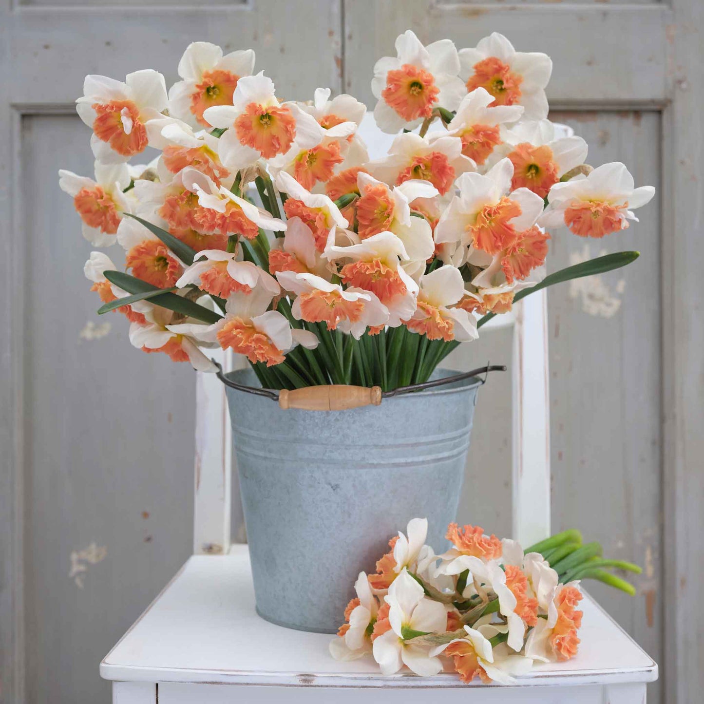 Precocious - Daffodil Bulbs