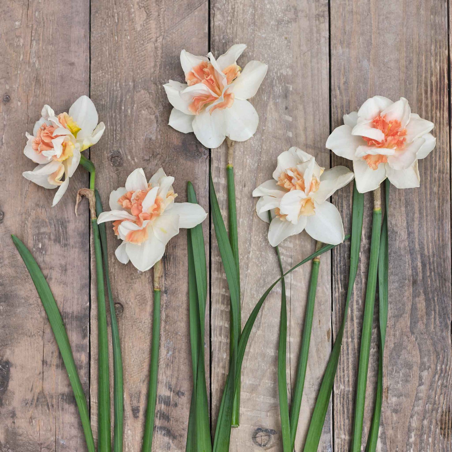 Replete - Daffodil Bulbs