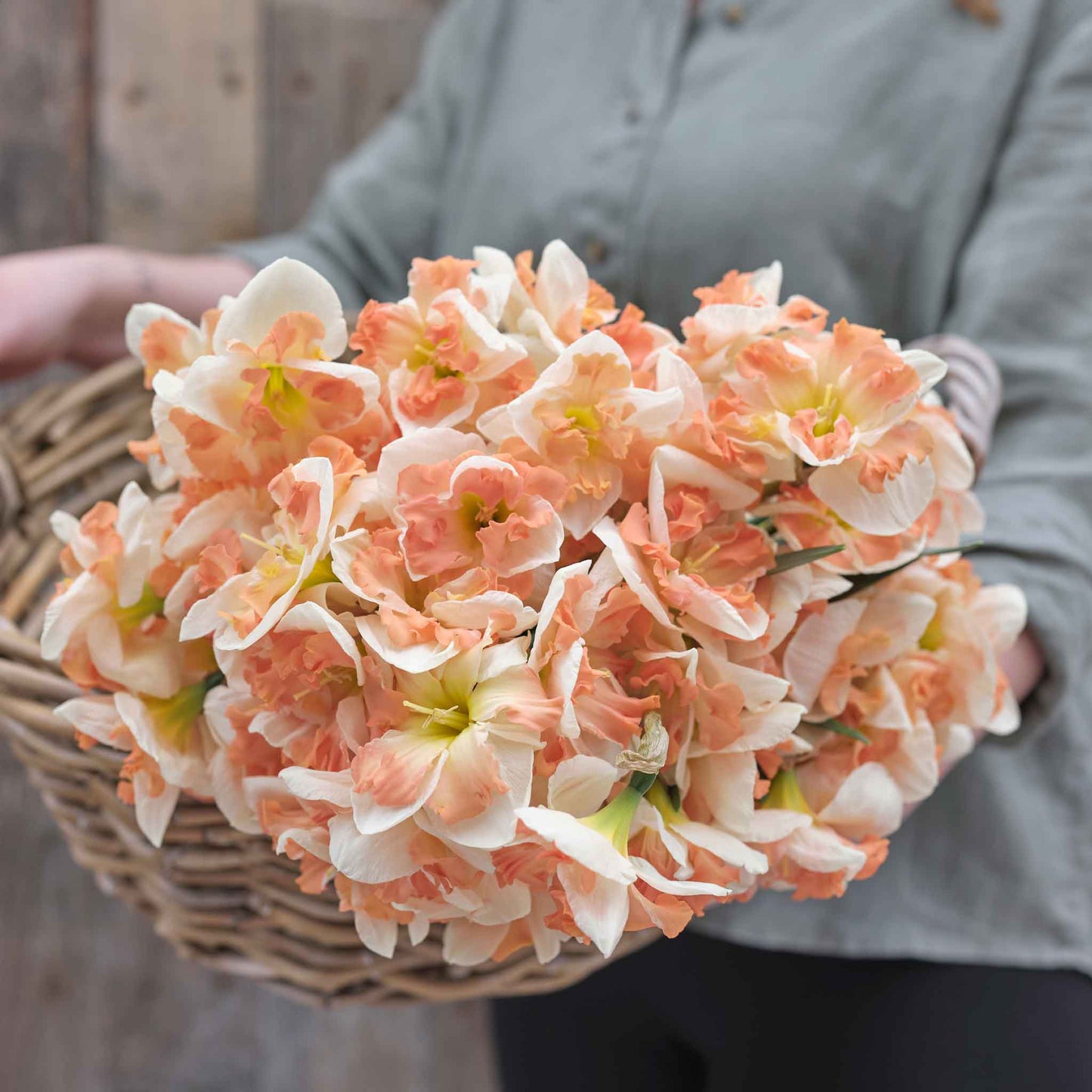 Sunny Girlfriend - Daffodil Bulbs