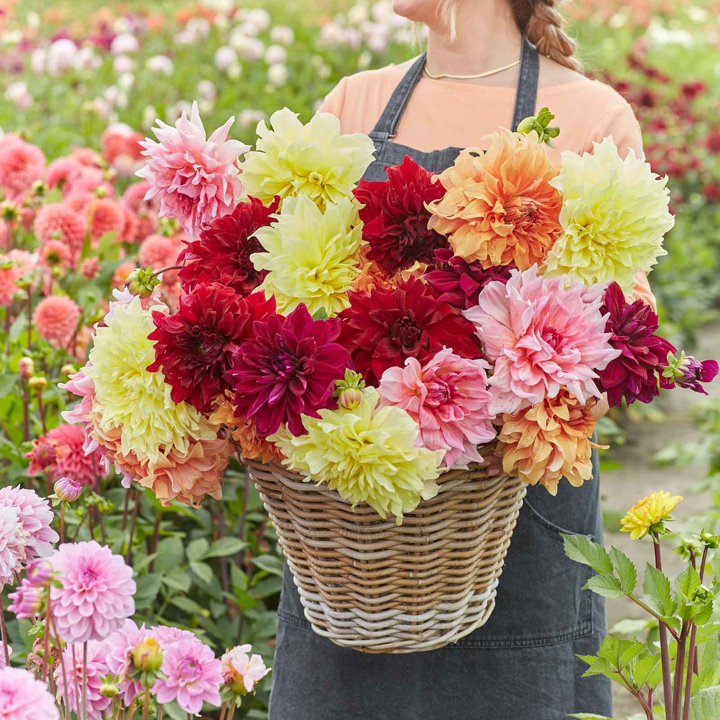 AA Giant Bloom Mix - Dahlia Bulbs