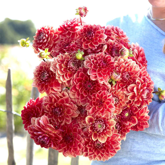 All That Jazz - Dahlia Bulbs (Decorative)