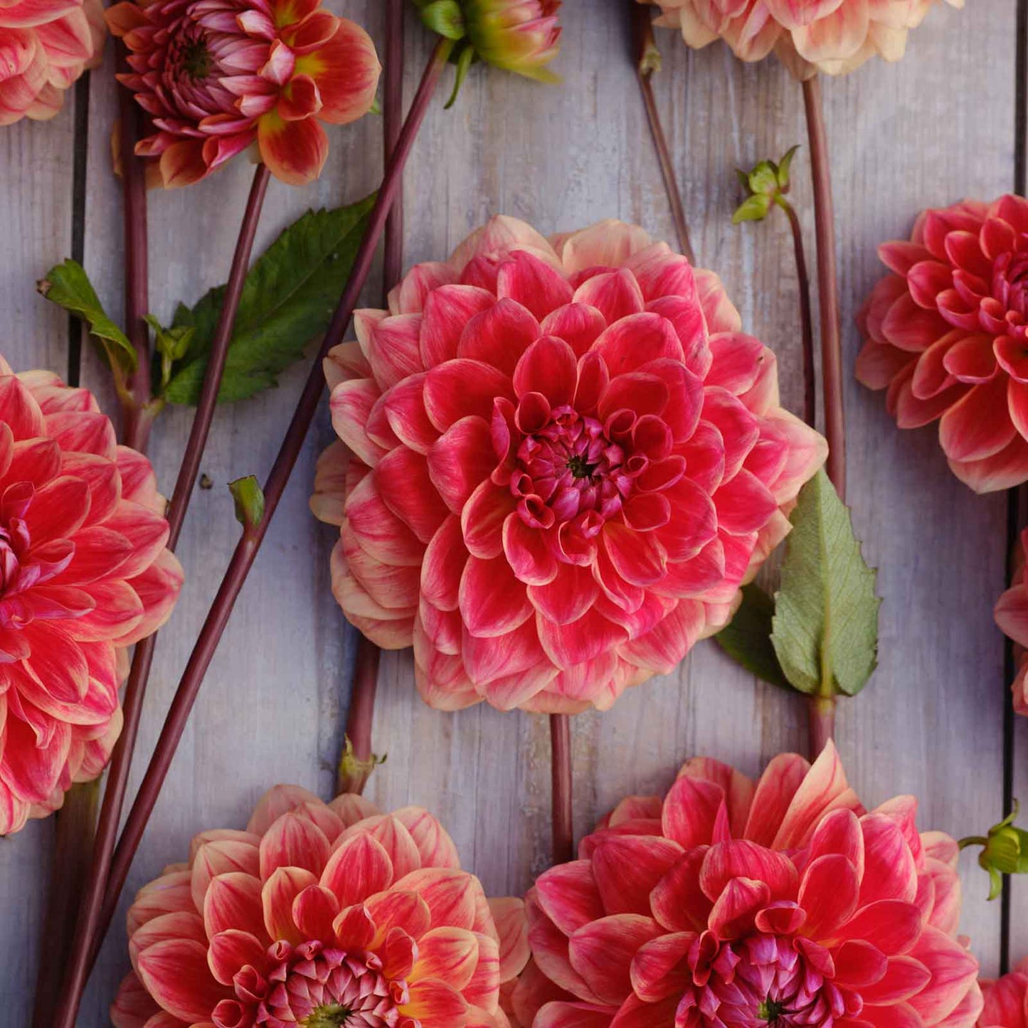 All That Jazz - Dahlia Bulbs (Decorative)