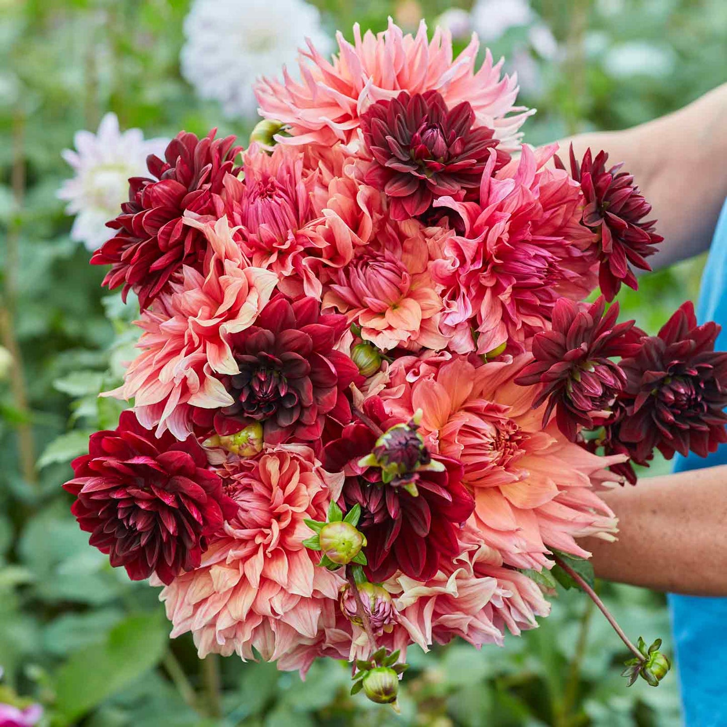 Antique Blush Mix - Dahlia Bulbs