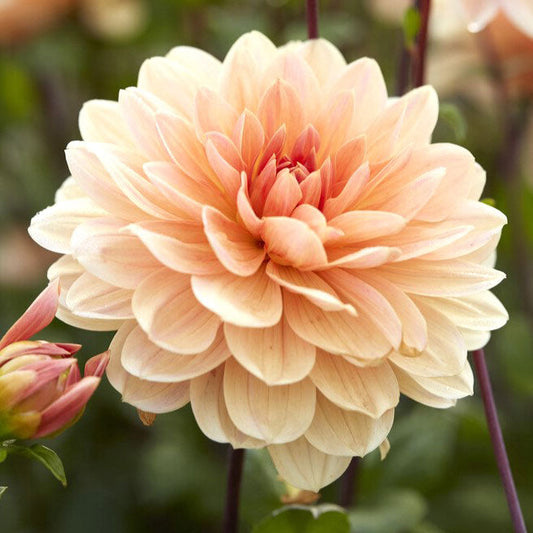 Apricot Desire - Dahlia Bulbs (Waterlily)