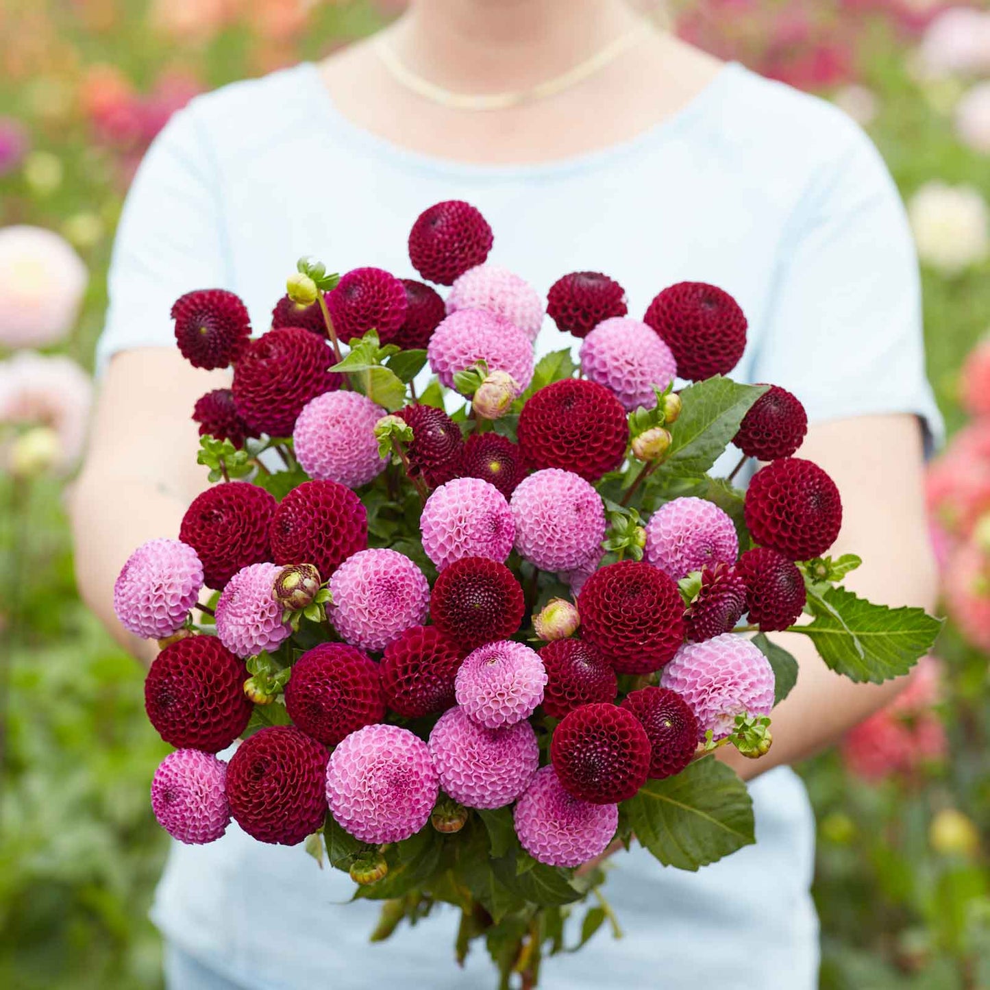 dahlia berry bliss duo